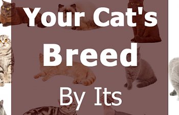 cat-breed-by-behavior.jpg