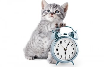 How Much Time Does It Take To Care For A Cat?