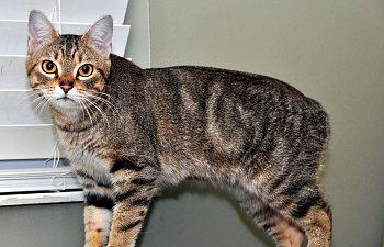 Manx Cats:  What You Need To Know About The Tailless Cat