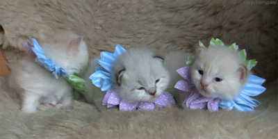 kitten_flower_gif_tumblr.gif
