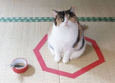 cat-trap-1.jpg