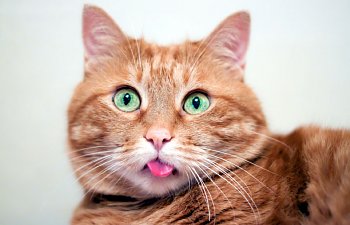 cat-tongue-out.jpg