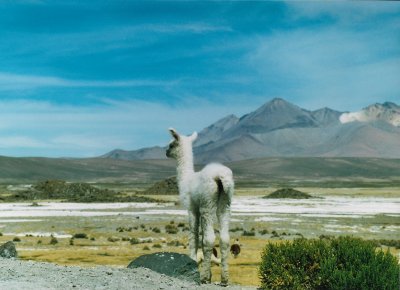 alpaca chili 2003.jpg
