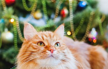 17 Very Festive Instagram Cats That Are Celebrating The Holidays