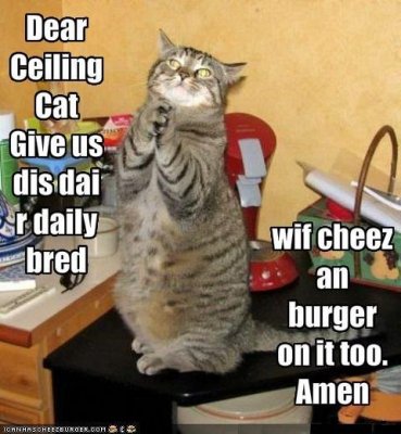 funny-pictures-cat-prays-for-bread-with-cheese-and-burger.jpg