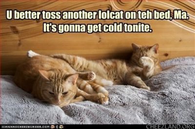 cattails-toss_another_lolcat_on_teh_bed.jpg