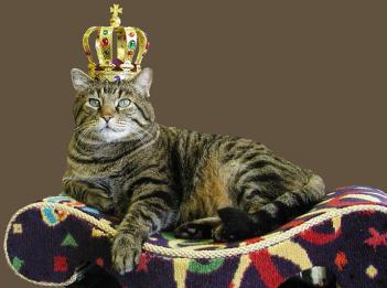cat-in-crown1.jpg