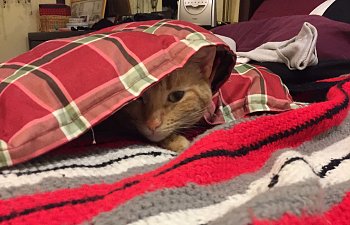 cat-under-blanket.jpg