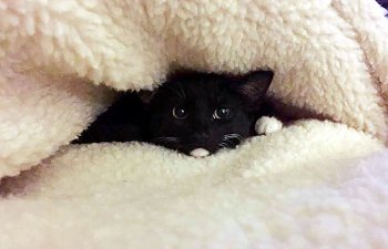 undercover-black-cat.jpg