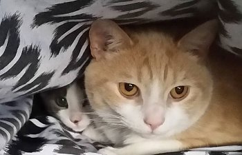two-undercover-cats.jpg