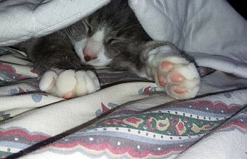 cat-sleeping-under-blanket.jpg