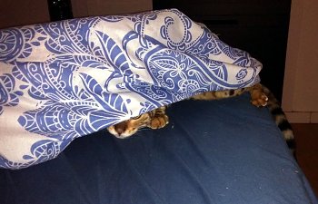 blanket-cat.jpg