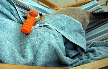 under-towel-cat.jpg