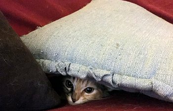 cat-under-pillow.jpg