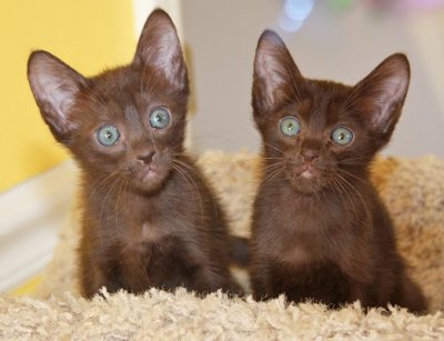 Adorable-Havana-Brown-Kitten-With-Blue-Eyes.jpg