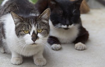 Living In Japan? Here's How You Can Help Feral "nora Neko" Cats In Your Area