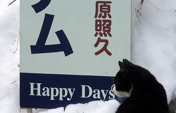 small-feral-cat-japan-pin.jpg