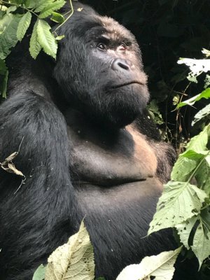 simon - gorilla's4 Virunga.jpg