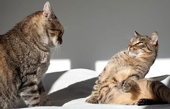 How To Fix An Unsuccessful Cat Introduction