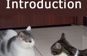bad-cat-introduction.jpg