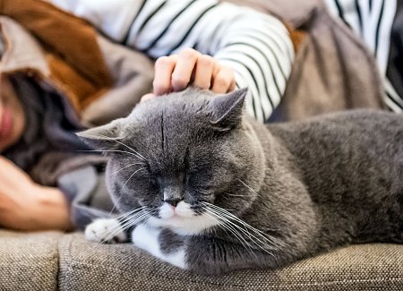 14 Cat Experts Reveal: How To Get A Cat To Like Me