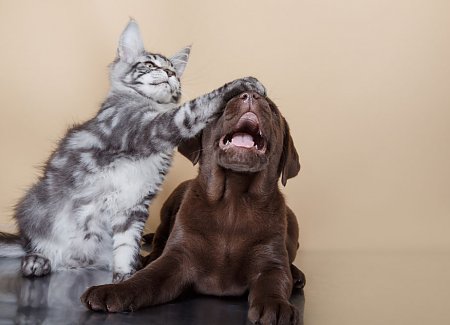 9 Videos That Prove Dogs And Cats Can Be Good Friends