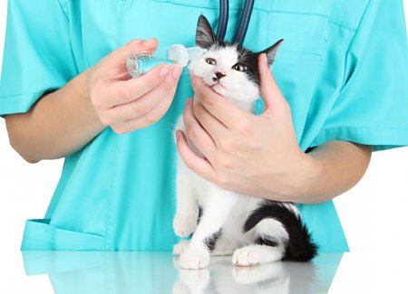 Eye Problems In Cats: What Every Owner Needs To Know