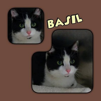 Basil adopted.jpg