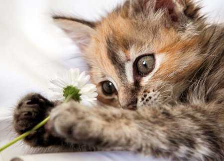 kitten-proofing-plants.jpg