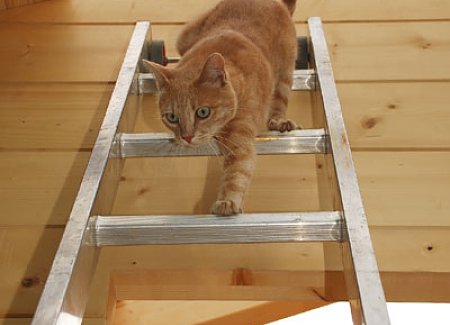 kitten-proofing-heights.jpg