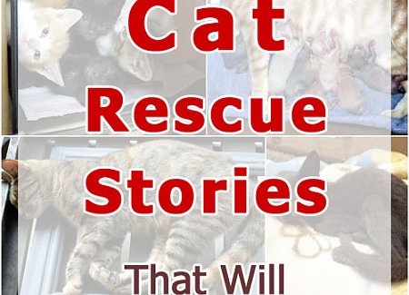 cat-rescue-stories.jpg