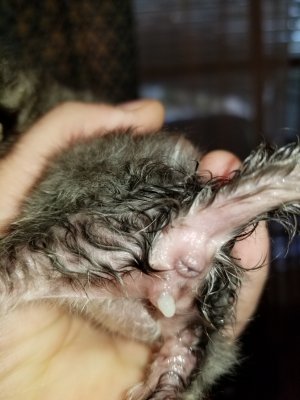 10 Day Old Kitten Has Vaginal Discharge | TheCatSite