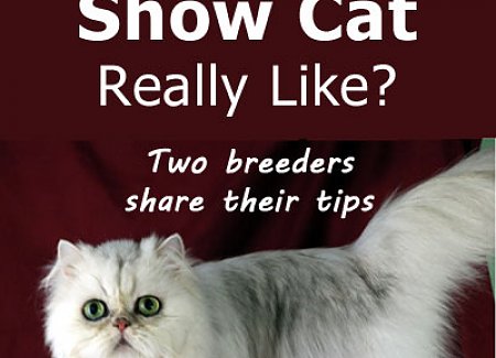grooming-show-cat.jpg