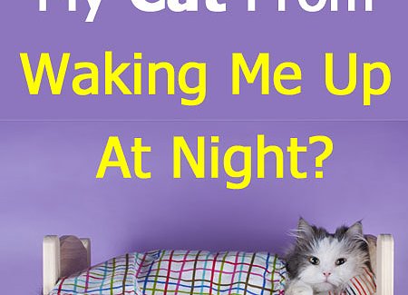cat-waking-up-at-night.jpg