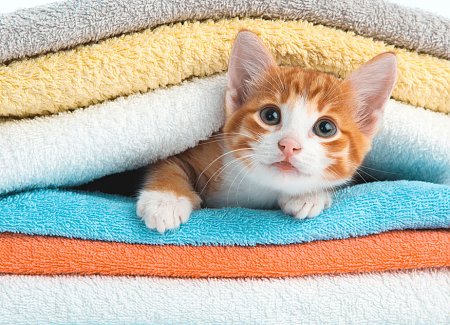 How To Get Cat Pee Smell Out Of Clothes And Linens