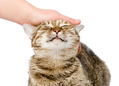 Do Cats Like To Be Petted?
