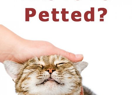 do-cats-like-to-be-petted-p.jpg