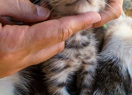kitten-petting.jpg