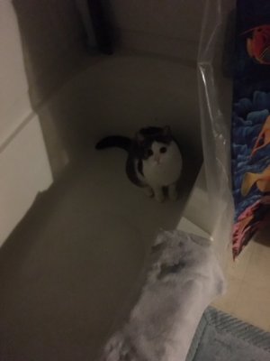 Thumper in tub.jpg