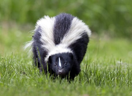 Cat Sprayed By A Skunk? Here's What You Need To Know