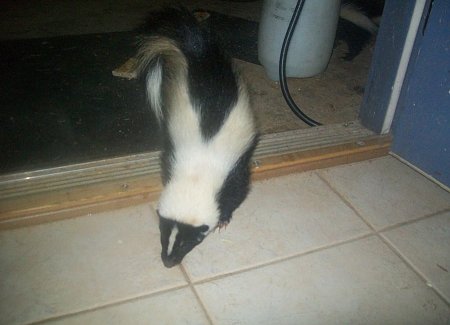 skunk at home.jpeg