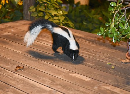 skunk-on-patio.jpg