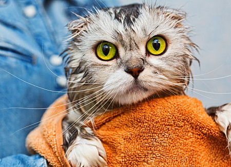 cat-washed.jpg