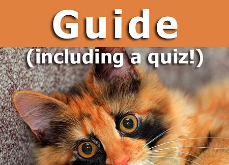 calico-cats-guide.jpg