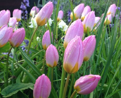 tulips23APR2018.jpg
