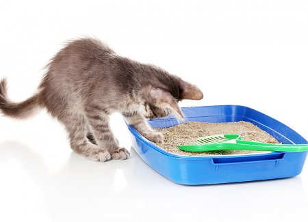 How To Train Kittens To Use The Litter Box