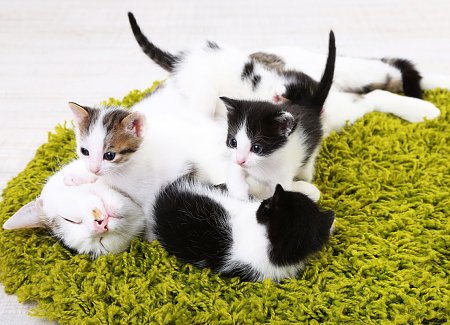 kittens-with-mom.jpg