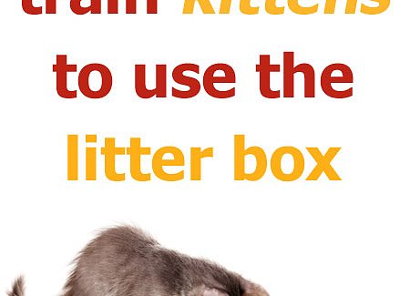 train-kittens-litter-box.jpg