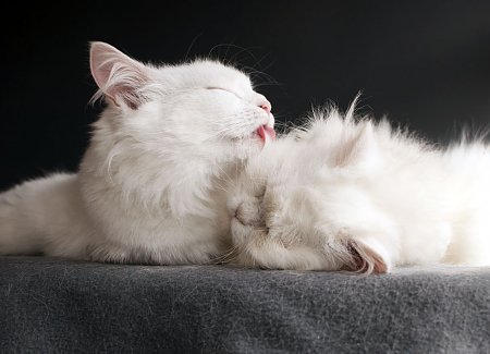 Why Do Cats Groom Each Other? (the Answer Will Surprise You!)