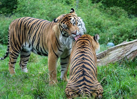 tigers-grooming.jpg